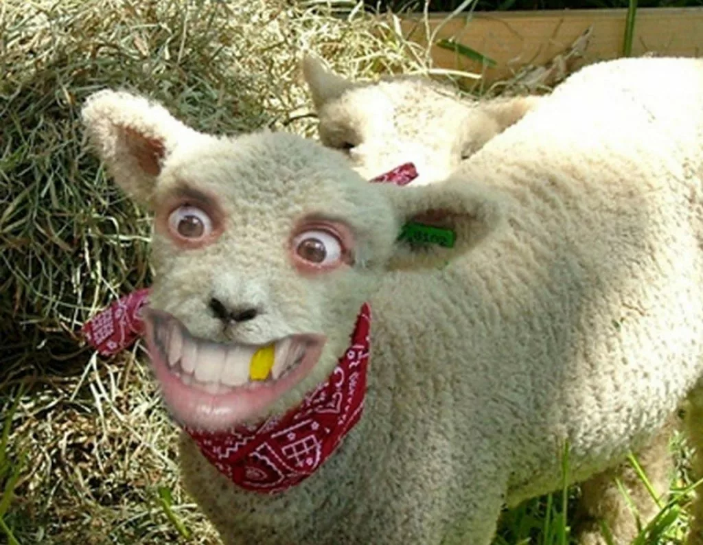 овца с улыбкой