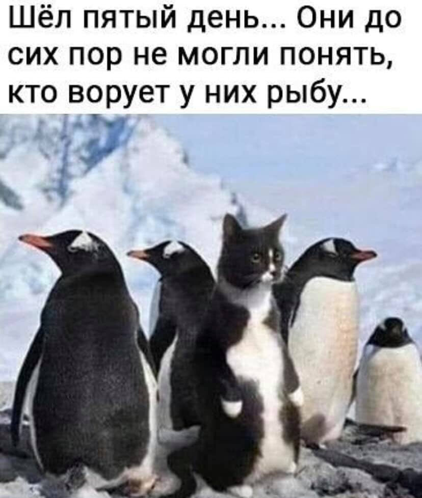 кот среди пингвинов