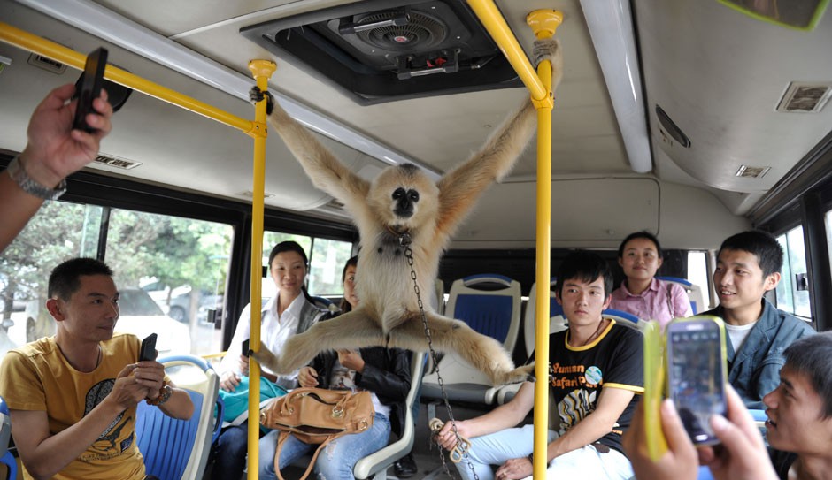 автобус с обезьяной