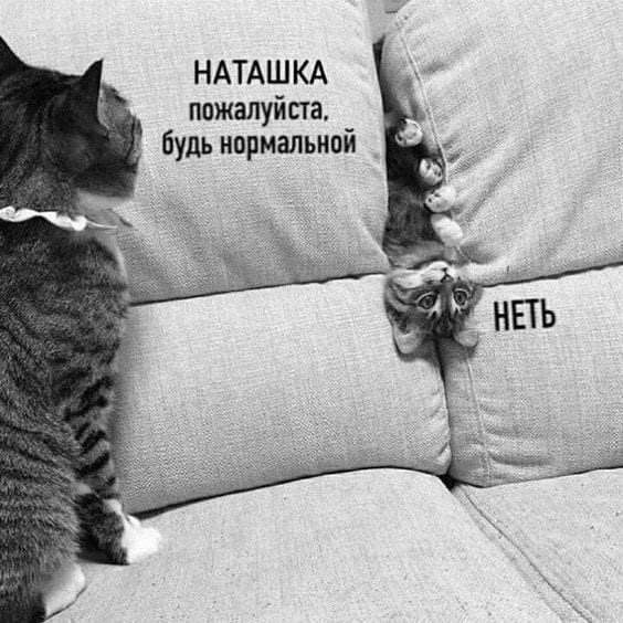 смешные коты фото с надписями