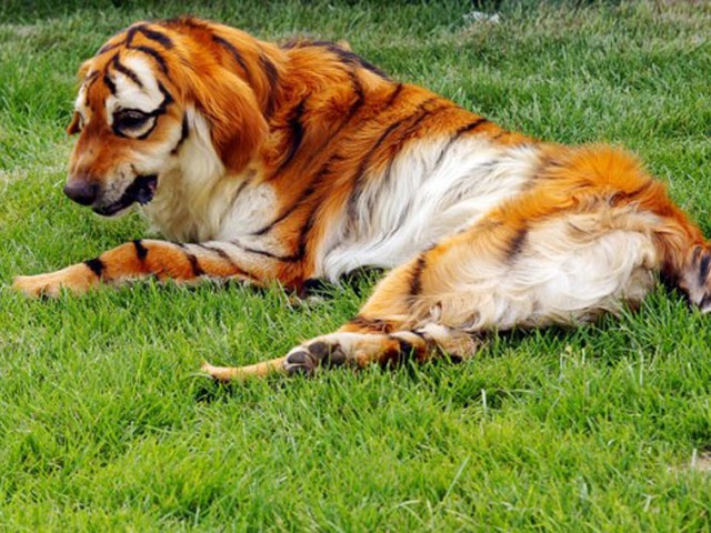 пес тигр